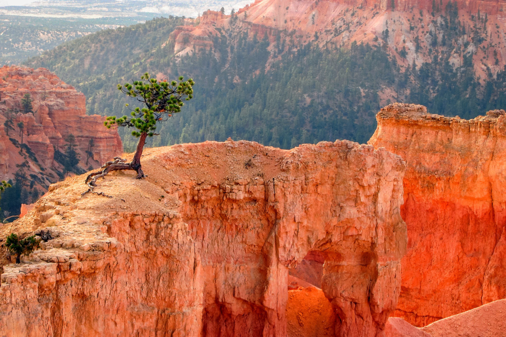 Resilienztraining - Kleiner Zedernbaum auf schmalem Sandsteinvorsprung wachsend